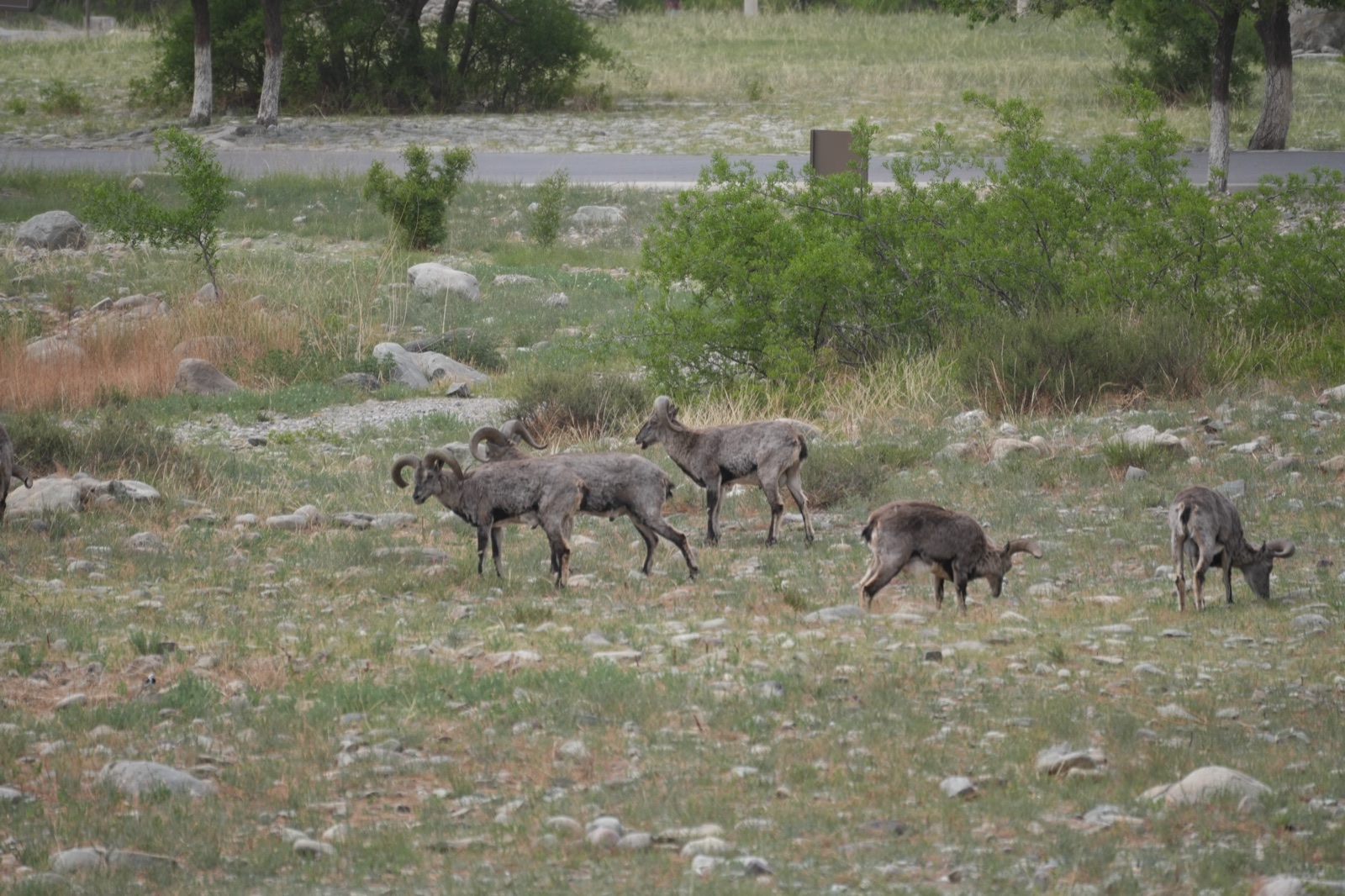 Blue sheep (bharal) on rocky slopes with backward-curving horns.