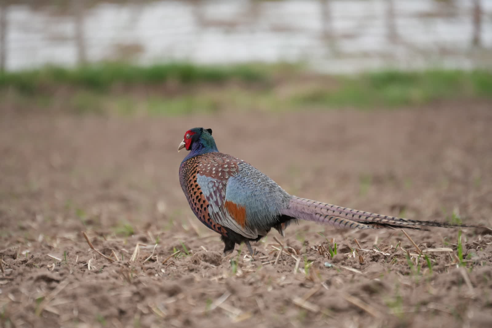 Male Common Pheasant walking on open ground.