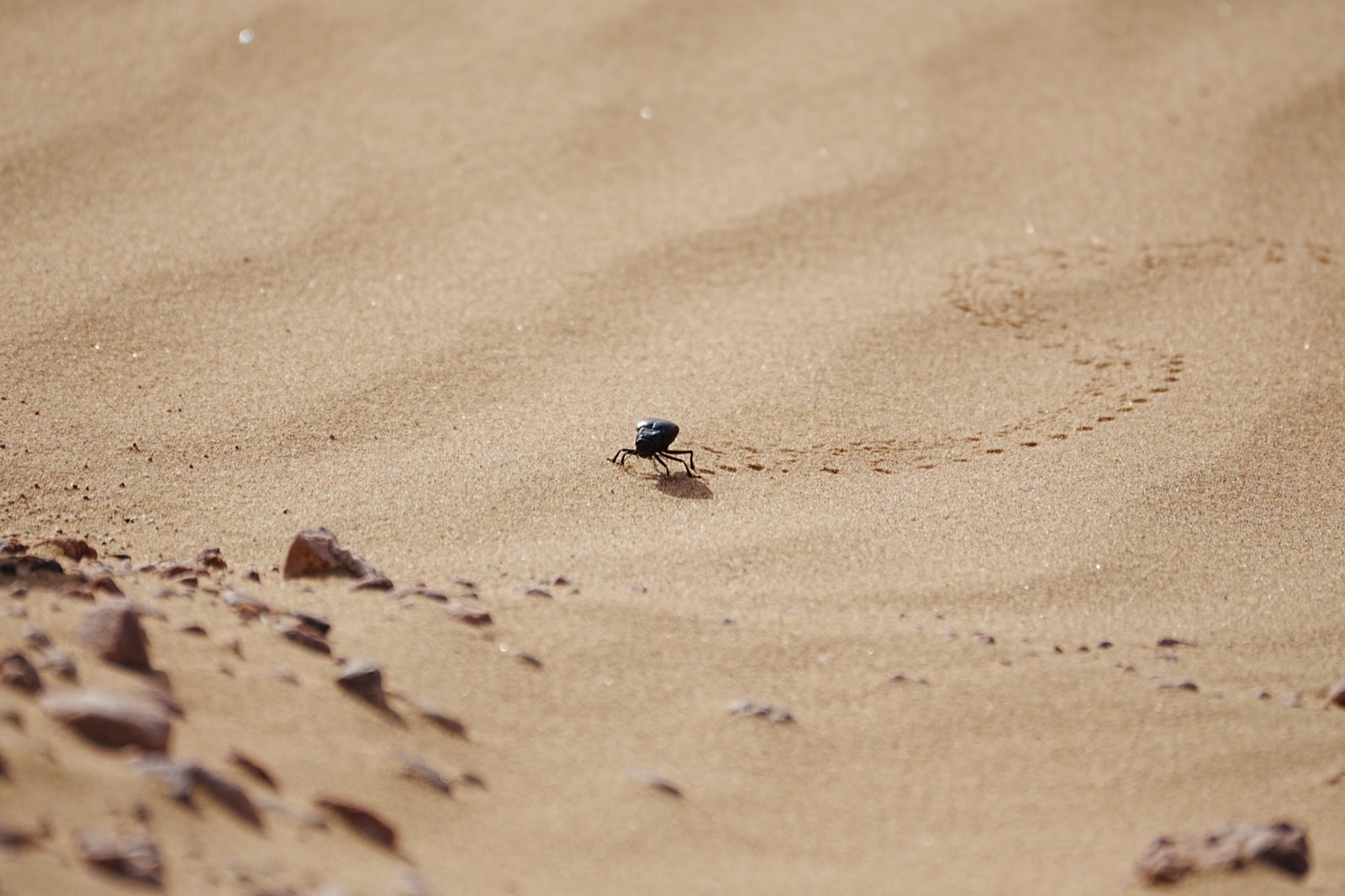 A black darkling beetle crossing rippled desert sand, leaving a trackway.