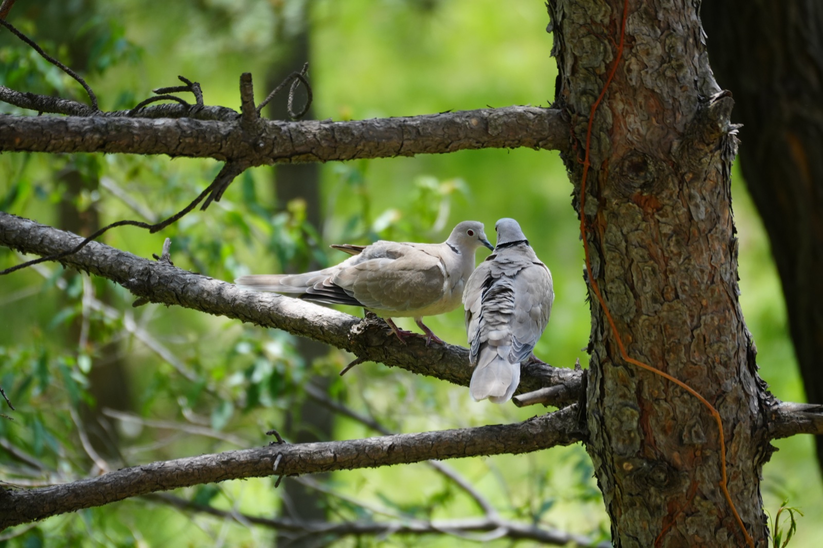 Pair of Eurasian Collared-Doves showing the black neck collar.