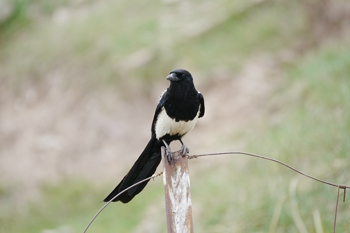 Oriental Magpie in a close black-and-white view.