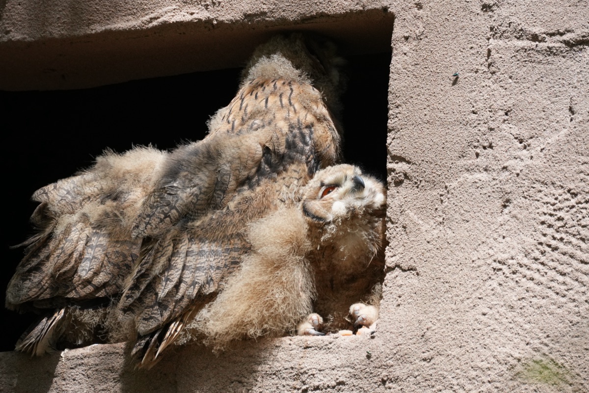 Fluffy juvenile Eurasian Eagle-Owl stretching in the cavity.