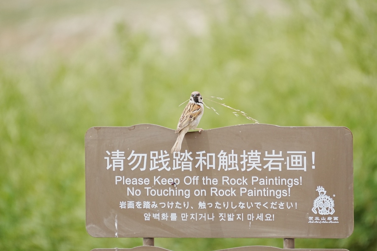 Eurasian Tree Sparrow perched on a rock-art sign.