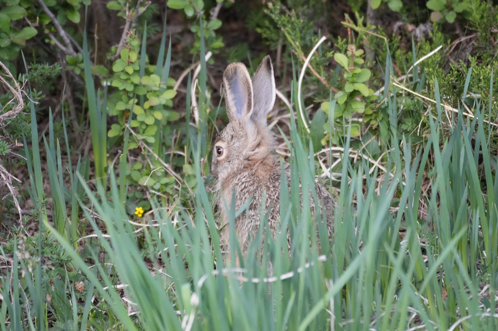 A hare crouched and partly hidden in tall green grass.