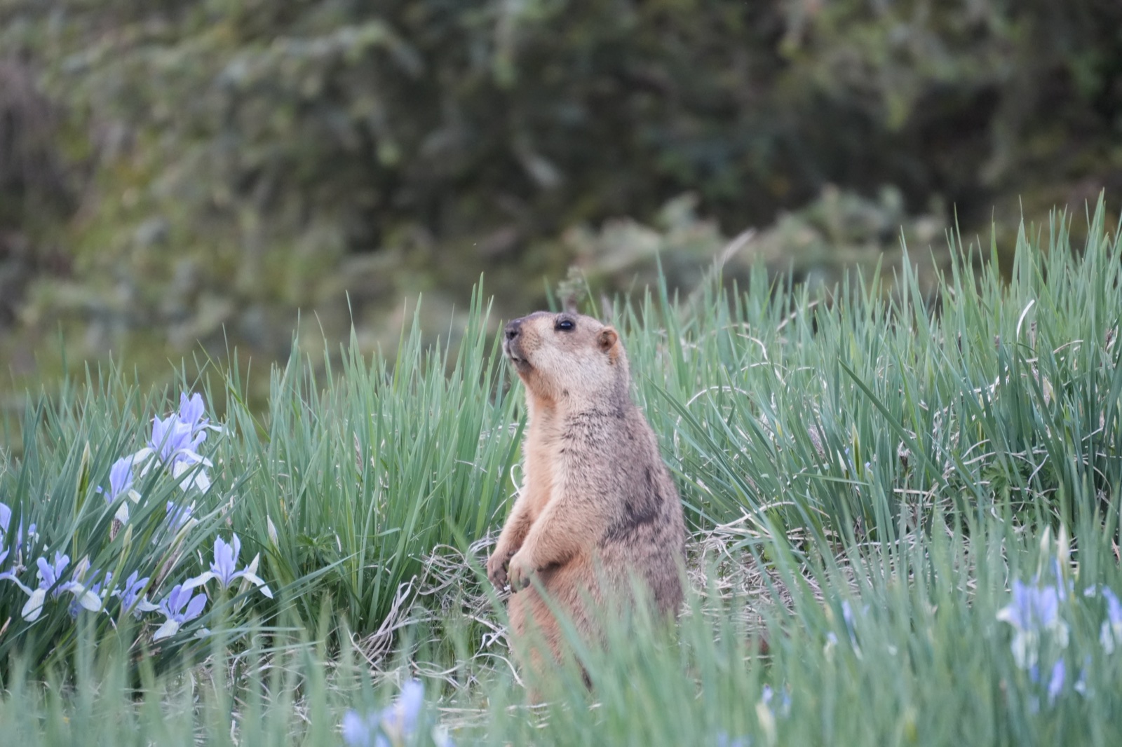 Himalayan Marmot sitting upright among grass and wild irises.
