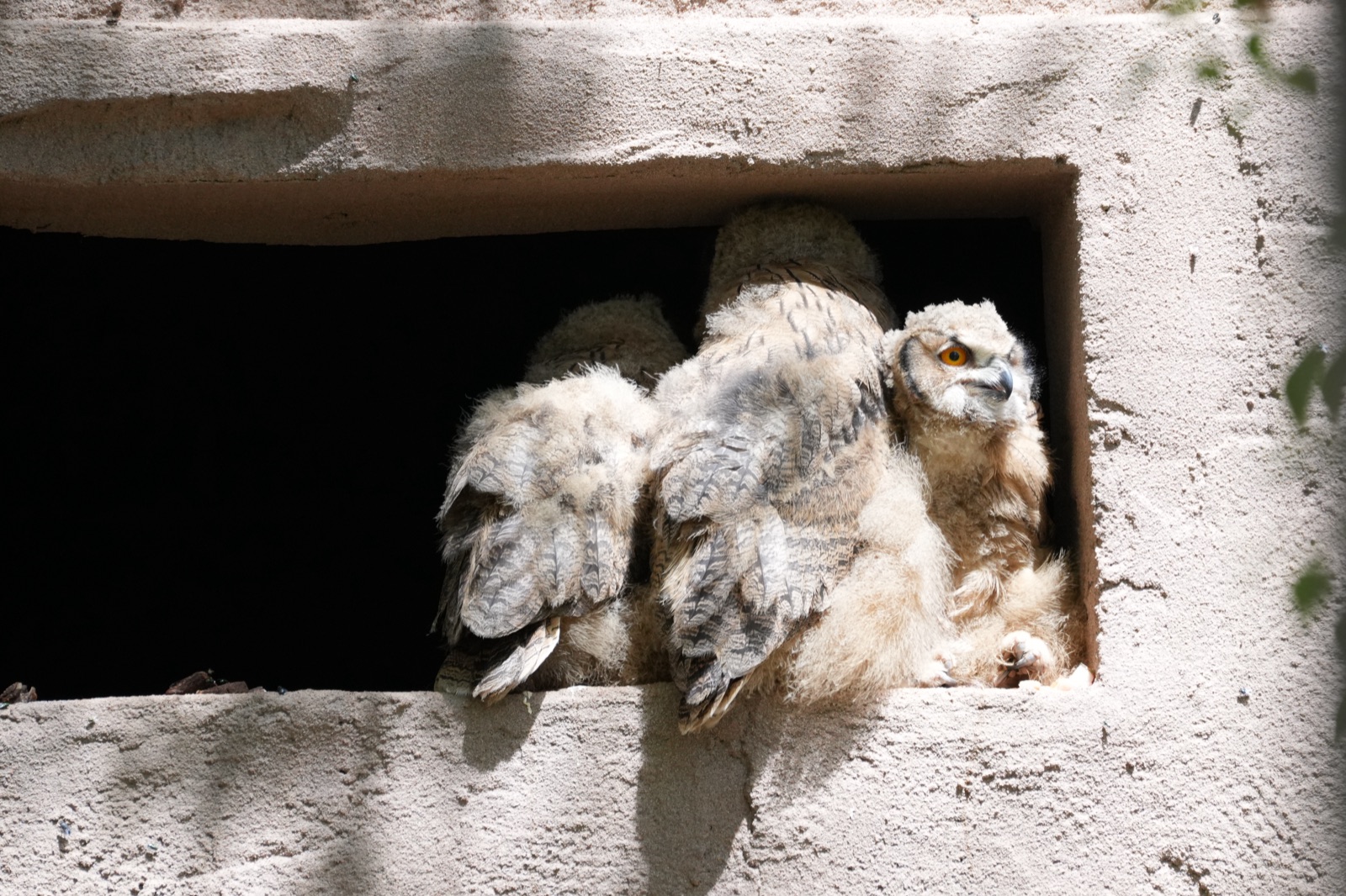 Fluffy juvenile Eurasian Eagle-Owl looking out from a wall cavity.
