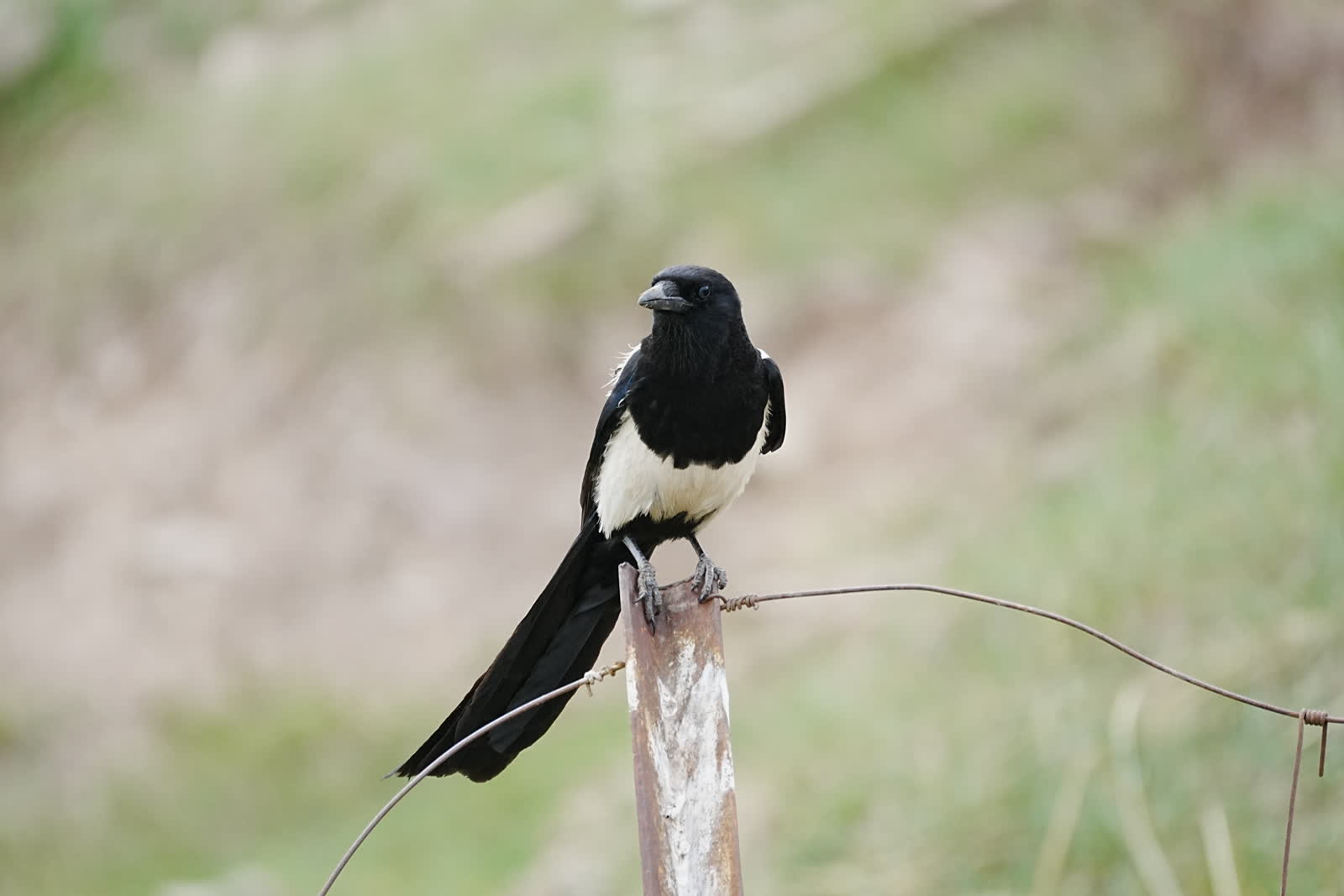 Oriental Magpie standing near human structures.